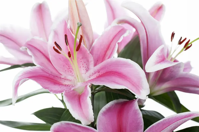 Intro Grow - Lily - 6,2m² Aluminium Gehard Glas 3mm - afbeelding 3