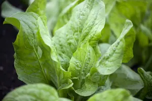 cichorium intybus P9 - afbeelding 2