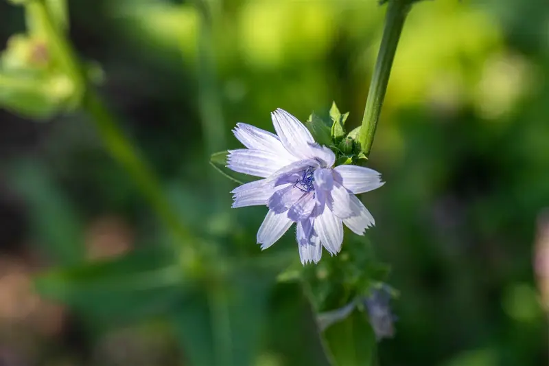 cichorium intybus P9 - afbeelding 4