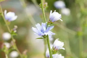 cichorium intybus P9 - afbeelding 5