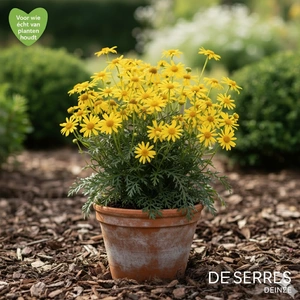 Inula ensifolia 'Compacta' P9