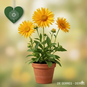 Inula orientalis P9