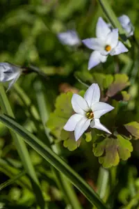 uniflorum - afbeelding 2