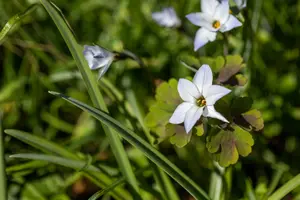 uniflorum - afbeelding 1