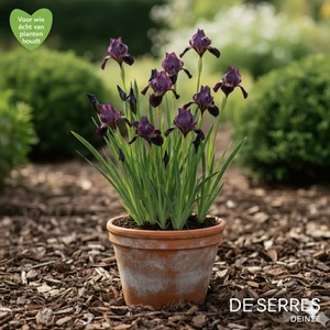 Iris chrysographes 'Black Form' P9