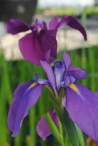 iris ensata ( kaempferi)