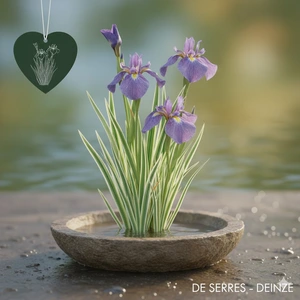 Iris ensata 'Variegata'