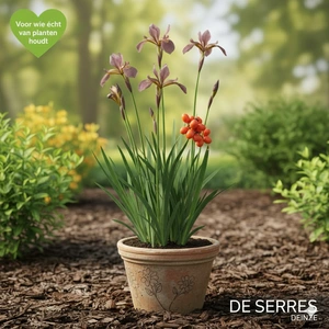 Iris foetidissima P9