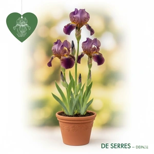 Iris x germanica 'Alcazar' P9