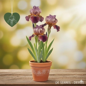 Iris x germanica 'Ambassadeur' P9