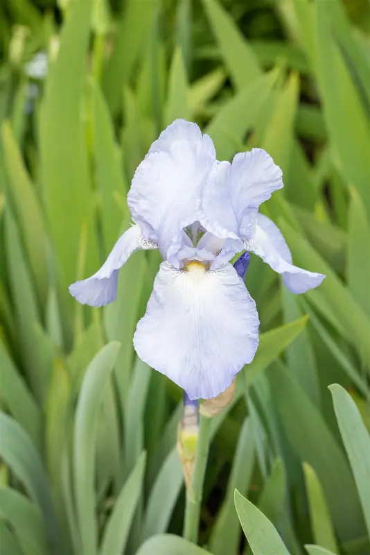 Iris (germ.) 'Bedtime Story' P9 - afbeelding 2