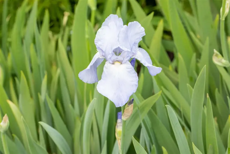 Iris (germ.) 'Bedtime Story' P9 - afbeelding 1