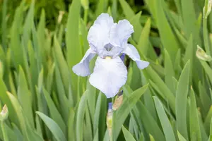 Iris (germ.) 'Bedtime Story' P9 - afbeelding 1