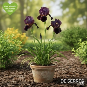 Iris x germanica 'Black Knight' P9