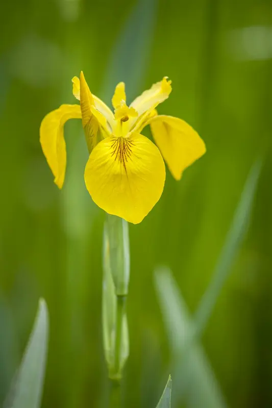 Iris (germ.) 'Blue Moon' P9 - afbeelding 2