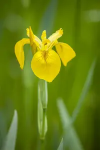 Iris (germ.) 'Blue Moon' P9 - afbeelding 2