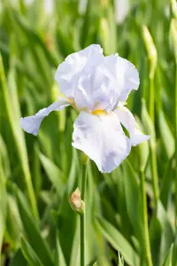 Iris (germ.) 'Blue Sapphire' P9 - afbeelding 2
