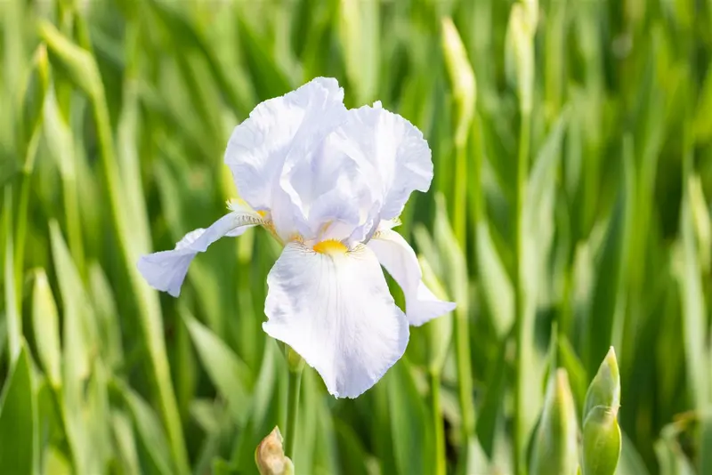 Iris (germ.) 'Blue Sapphire' P9 - afbeelding 1