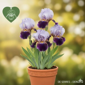 Iris x germanica 'Constant Wattez' P9