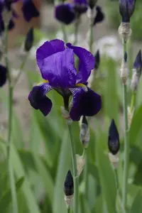 Iris (germ.) 'Dark Triumph' P9