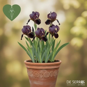 Iris x germanica 'Eleanor Roosevelt' P9