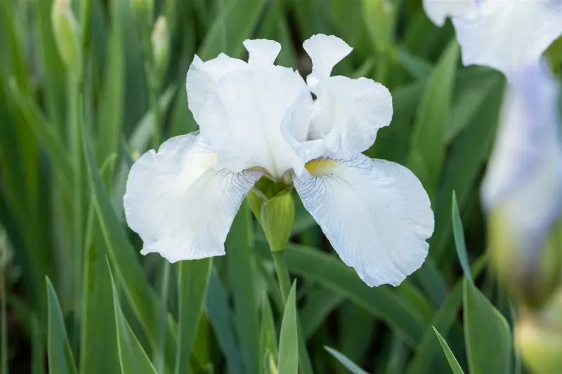 Iris (germ.) 'English Cottage' P9