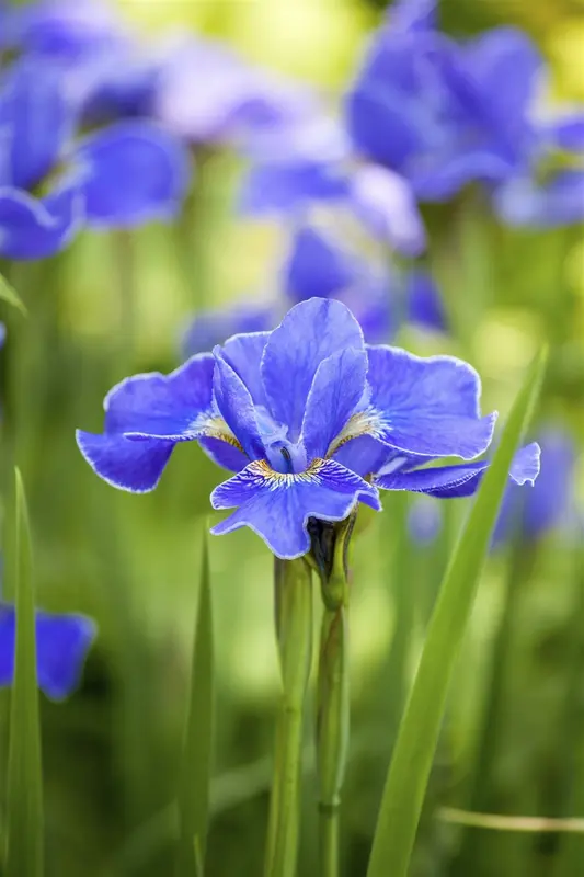 Iris (germ.) 'garibaldi P9 - afbeelding 5