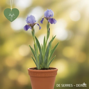 Iris x germanica 'Harbor Blue' P9