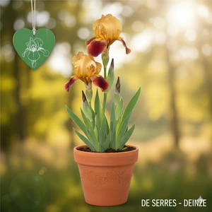 Iris x germanica 'Indian Chief' P9