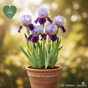 Iris x germanica 'Lent A. Williamson' P9