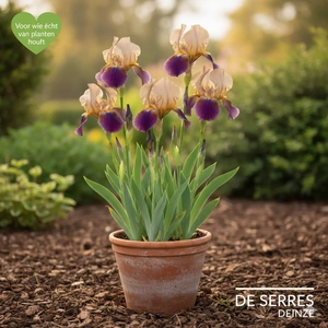 Iris x germanica 'Nibelungen' P9