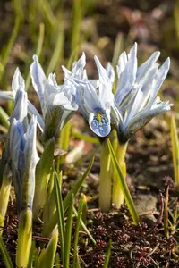 Iris (germ.) 'Nordic Crystal' P9 - afbeelding 1
