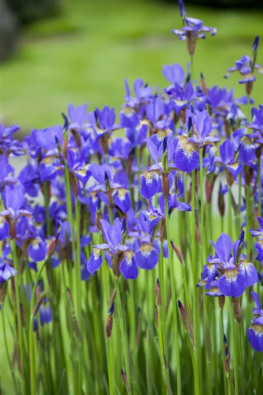 Iris (germ.) 'Nordic Crystal' P9 - afbeelding 3