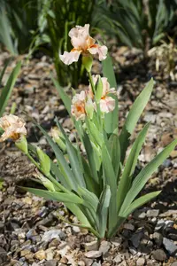 Iris (germ.) 'Rose' P9