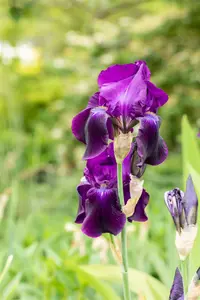 Iris (germ.) 'Sable' P9 - afbeelding 1