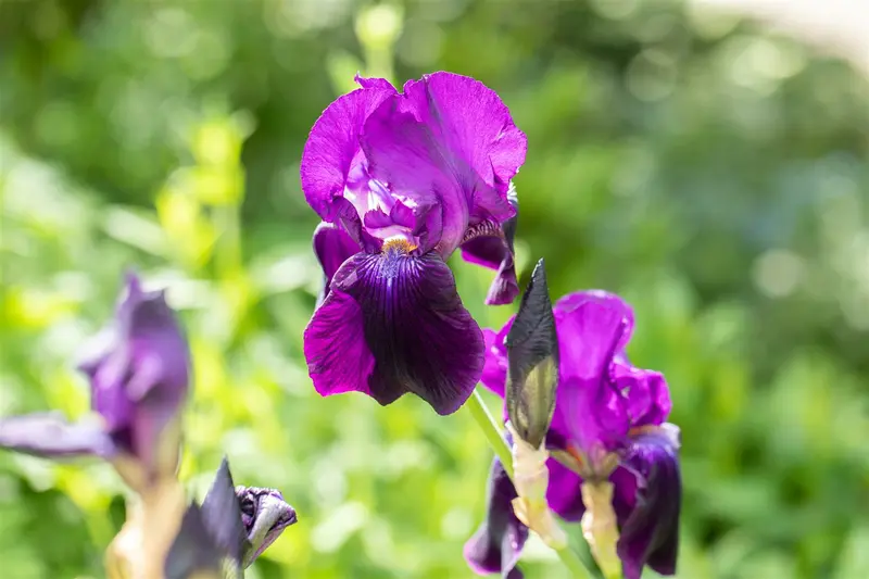 Iris (germ.) 'Sable' P9 - afbeelding 5