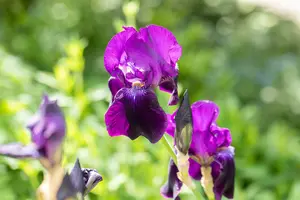 Iris (germ.) 'Sable' P9 - afbeelding 5