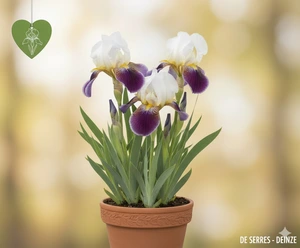 Iris x germanica 'Salonique' P9