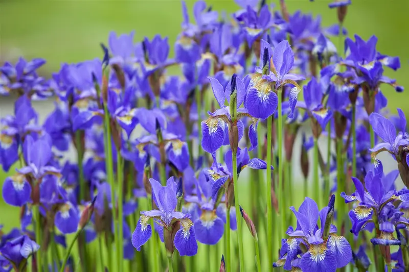 Iris (germ.) 'Sultry Mood' P9 - afbeelding 4