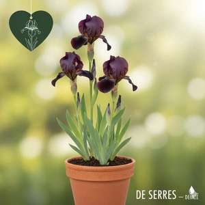 Iris x germanica 'Superstition' P9