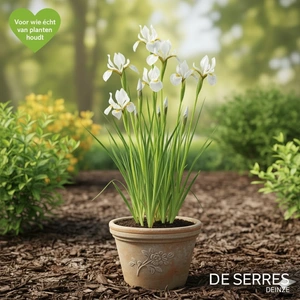 Iris x germanica 'White Knight' P9