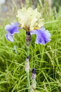 Iris germanica in soorten P9 - afbeelding 1