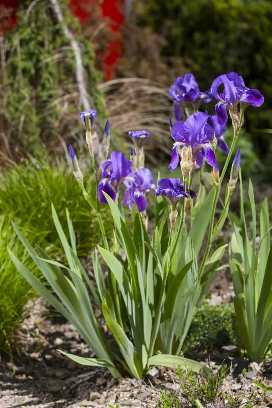 Iris germanica in soorten P9 - afbeelding 2