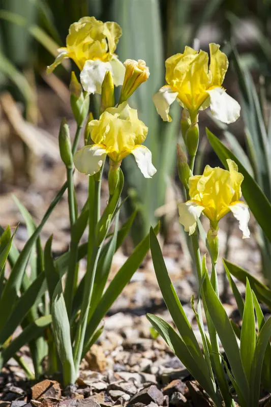 Iris germanica in soorten P9 - afbeelding 3