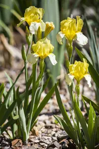 Iris germanica in soorten P9 - afbeelding 3