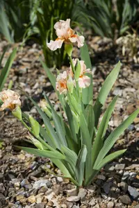 Iris germanica in soorten P9 - afbeelding 4