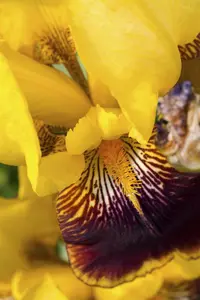 Iris germanica in soorten P9 - afbeelding 5