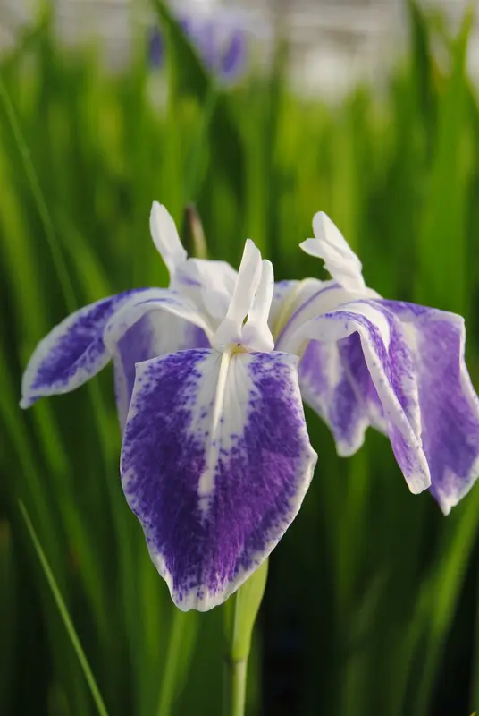 Mottled Beauty