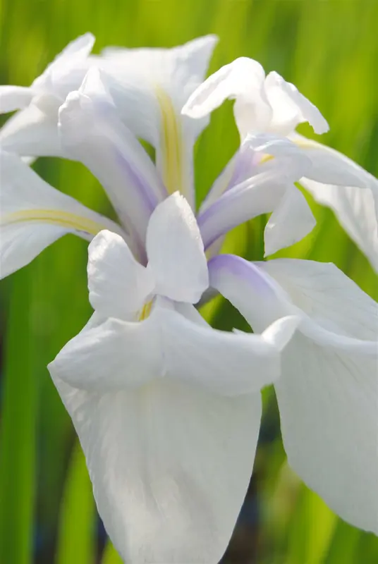 Snowdrift