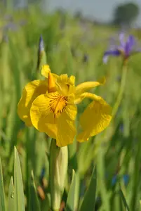 Variegata